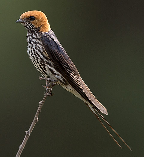 Lesser Striped Swallow